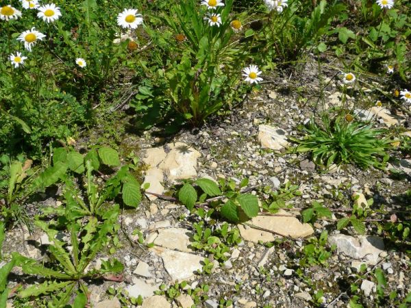 Die gelben Weinbergsteine